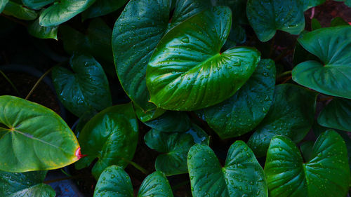 Full frame shot of fresh green leaves