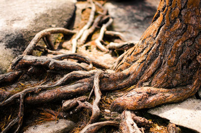 Full frame shot of tree trunk