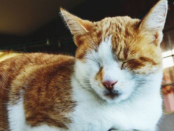 Close-up of cat sleeping