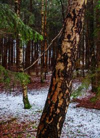 Trees in forest