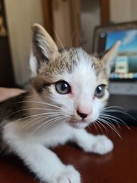 Close-up portrait of cat at home