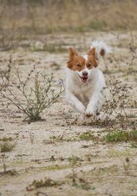 Portrait of dog running on field