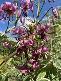 Close-up of pink flowering plant