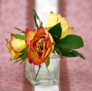 Close-up of pink rose