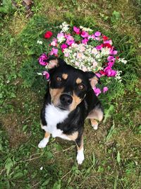 High angle portrait of a dog