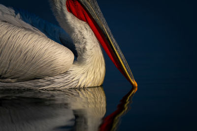 Close-up of pelican