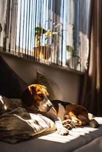 Dog sleeping in a home