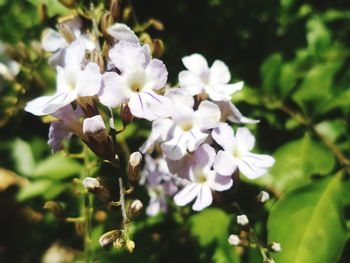 Close-up of pink flowers in park