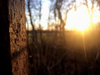 Close-up of tree trunk during sunset