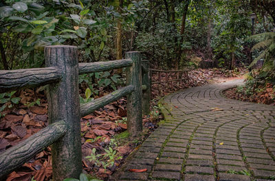 Footpath amidst trees in forest