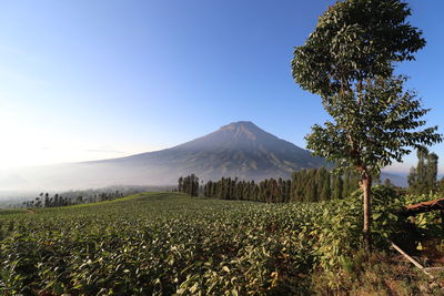 Scenic view of field against clear sky