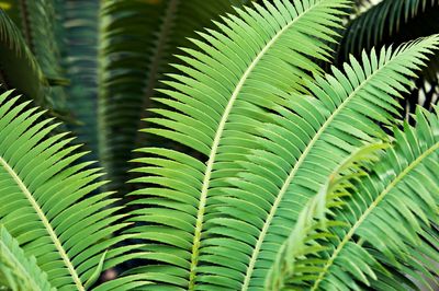 Close-up of palm tree leaves