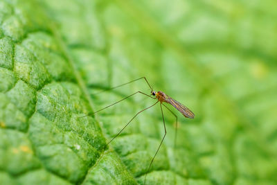 Close-up of insect on plant