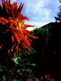 Close-up of flowers blooming against sky