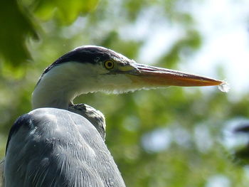Close-up of a grey heron