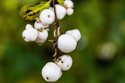 Close-up of fruits growing on tree