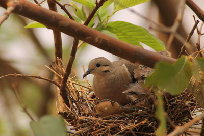 Close-up of bird perching on plant