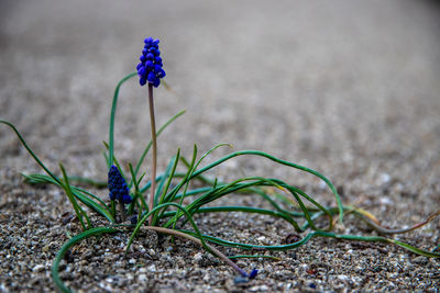 Close-up of purple flowering plant on field