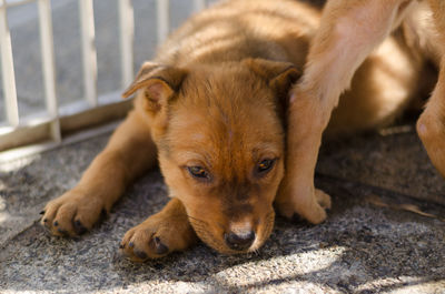 Close-up of puppy relaxing outdoors