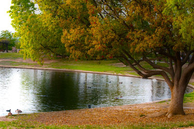 Scenic view of lake by trees against sky