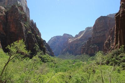 Trees and plants amidst rock formation at zion national park