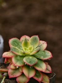 Close-up of succulent plant