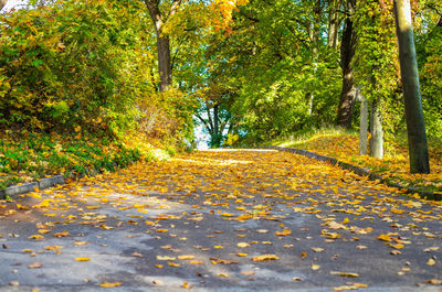 Autumn leaves on road amidst trees