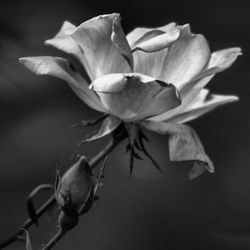 Close-up of flowers blooming