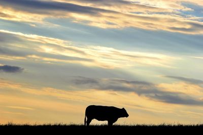 Silhouette of cow on field against sky during sunset