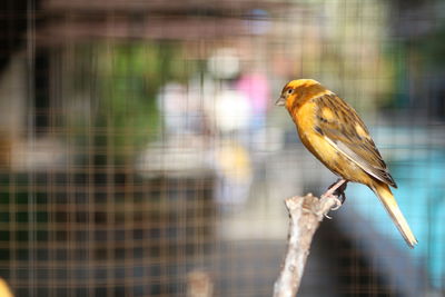 Close-up of bird perching in cage