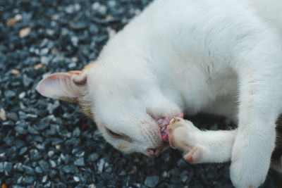 Close-up of cat