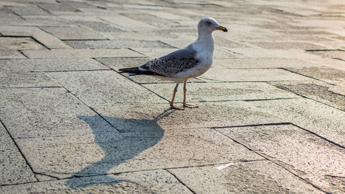 High angle view of seagull perching on footpath