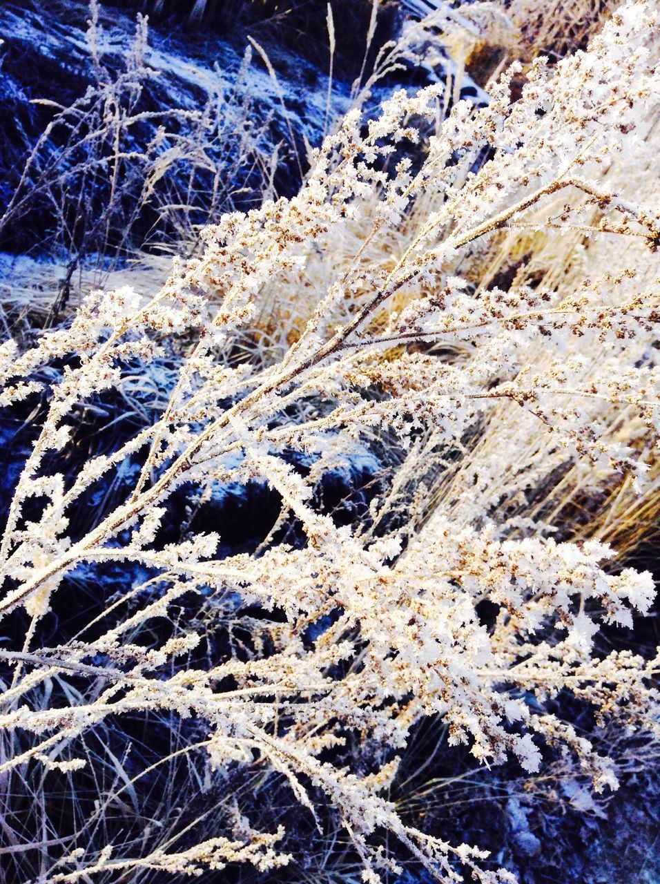 snow, winter, cold temperature, season, frozen, weather, bare tree, covering, nature, branch, white color, tranquility, field, day, outdoors, landscape, beauty in nature, high angle view, covered, tree