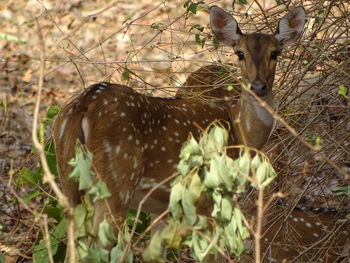 Portrait of deer in grass