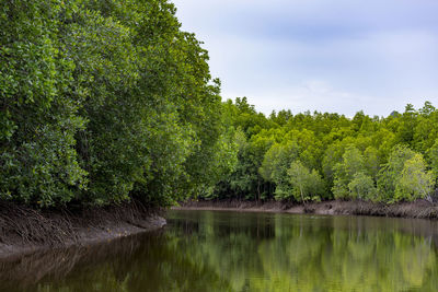 Scenic view of lake against trees in forest against sky