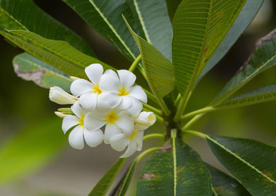 Close-up of white flowering plant