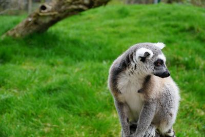 Ring-tailed lemur against grassy field at zoo