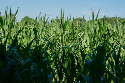 Close-up of crops growing on field against sky