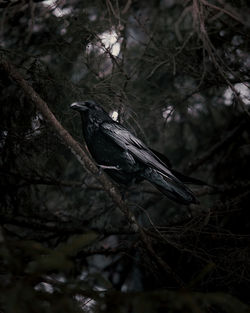 Low angle view of bird perching on branch in forest