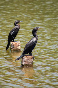 Bird perching on a lake