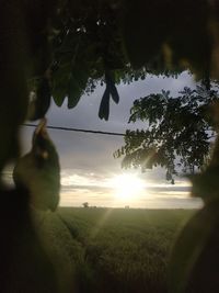 Trees on field against sky during sunset