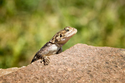 Close-up of lizard on rock