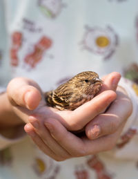 Close-up of a hand holding a bird