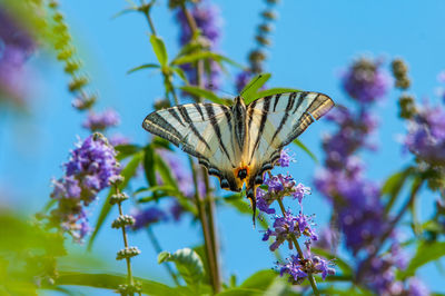 Close-up of butterfly pollinating on purple flower