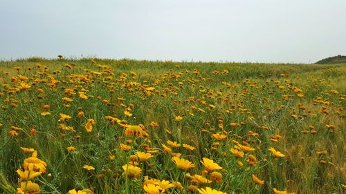 Yellow flowers and wheat on field against clear sky