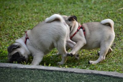 Dog on grass