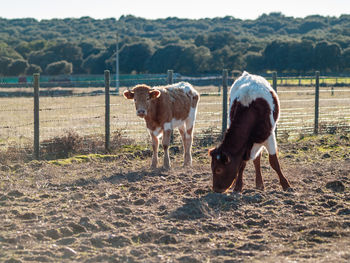 Cows in field