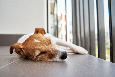 Sad tired dog on the floow. sleeping jack russell terrier