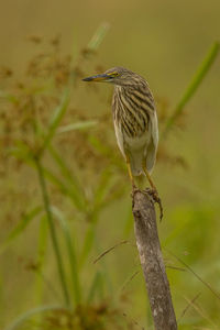 Close-up of bird perching on wooden post