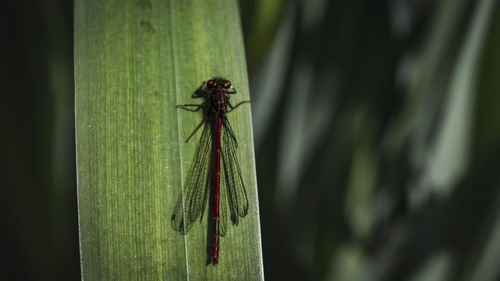 Close-up of insect on leaf
